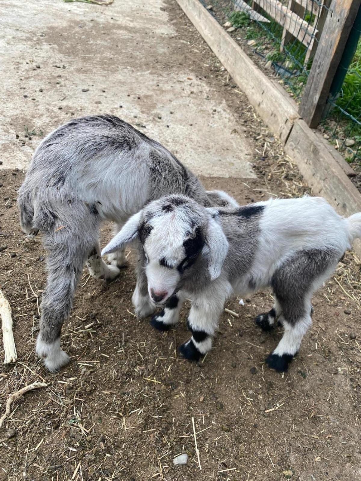 Agriturismo A Ca Du Cappellan Villa Imperia Luaran gambar